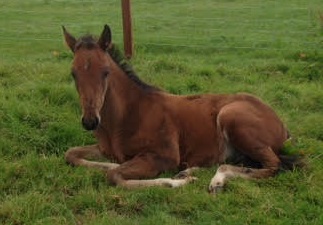 Avalon Broodmare and Foal Livery