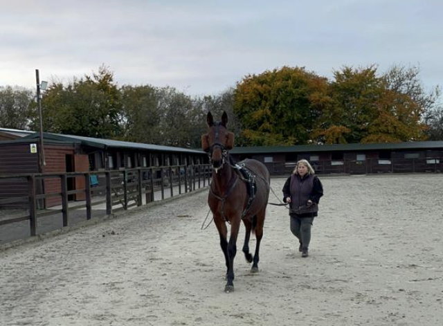 horse walking larkhall